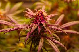 Exploring Weed Seeds Nova Scotia A Comprehensive Guide Exploring Weed Seeds Nova Scotia A Comprehensive Guide