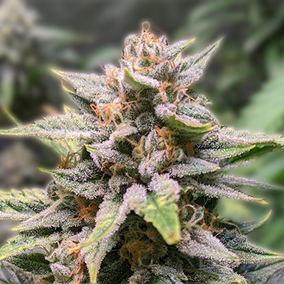 Exploring Weed Seeds Nova Scotia A Comprehensive Guide Exploring Weed Seeds Nova Scotia A Comprehensive Guide